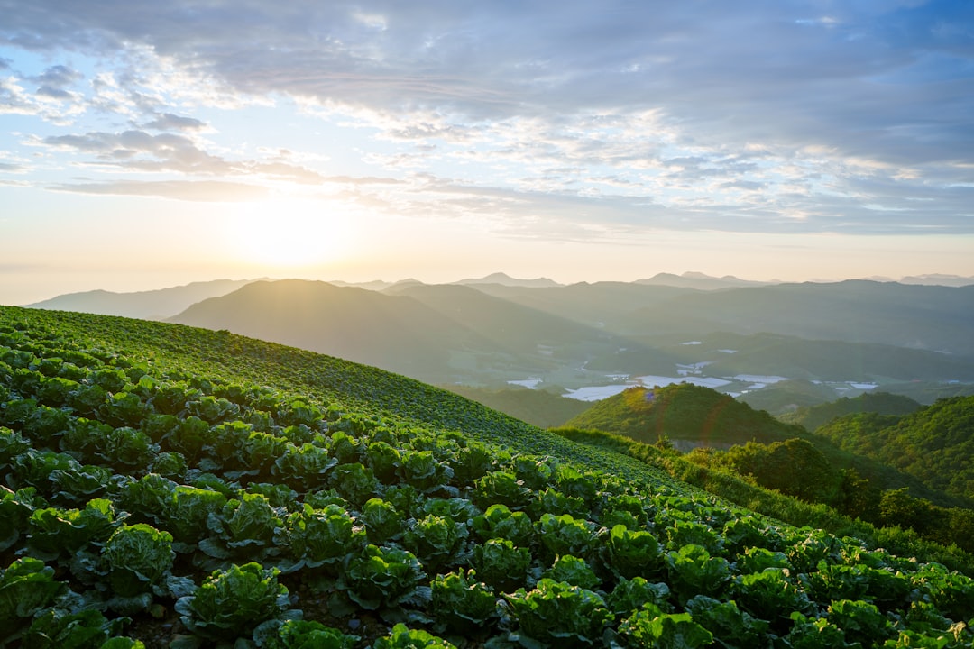 Rows of cabbage plants on a green hillside at sunrise.