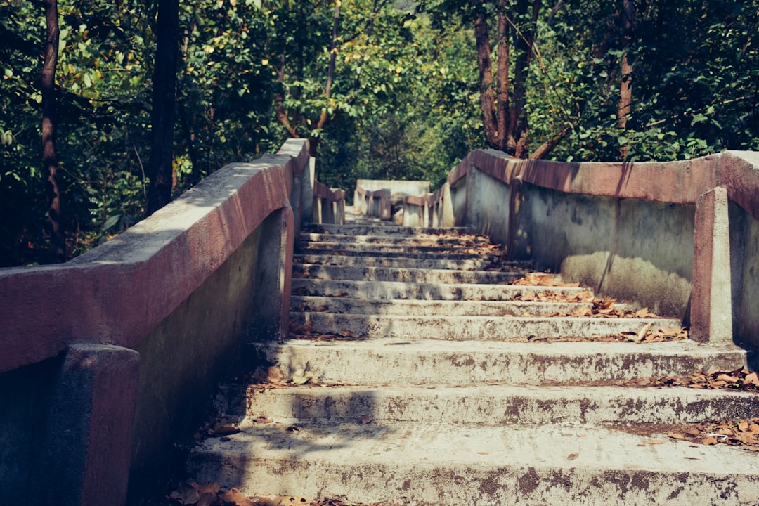 a set of cement steps leading up to a forest
