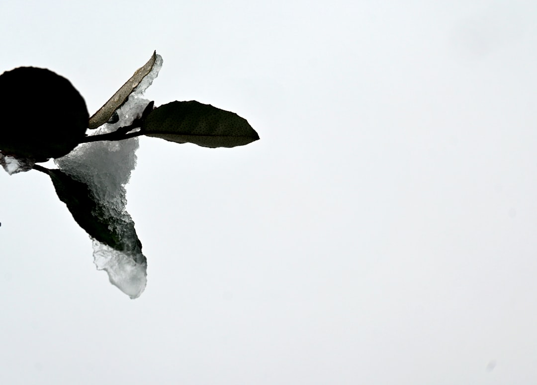 a single flower with ice on the petals