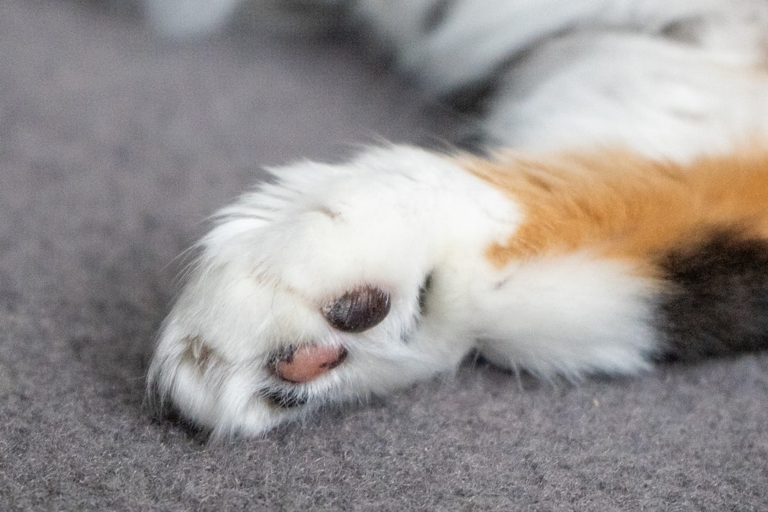 Close-up of a calico cat's fluffy paw pads.