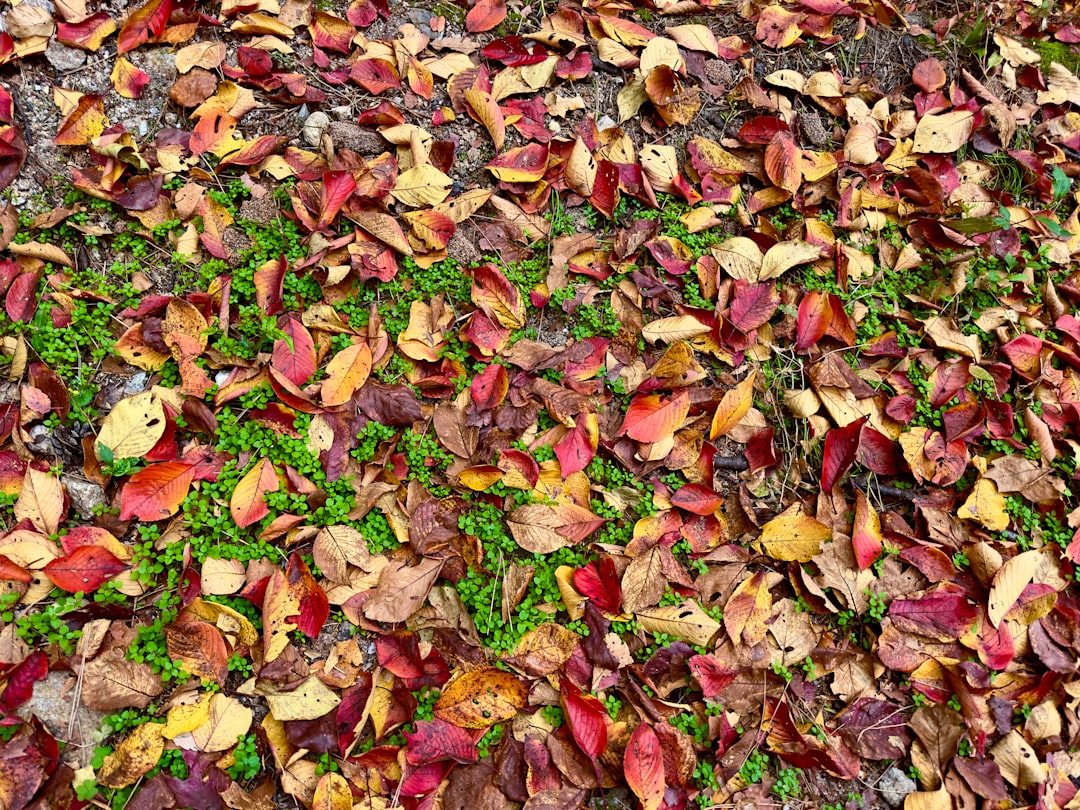 a pile of colorful leaves