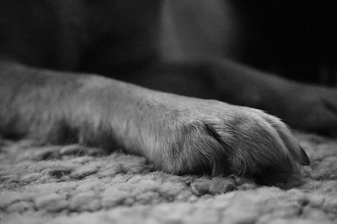 Close-up of a dog's paw on a textured surface