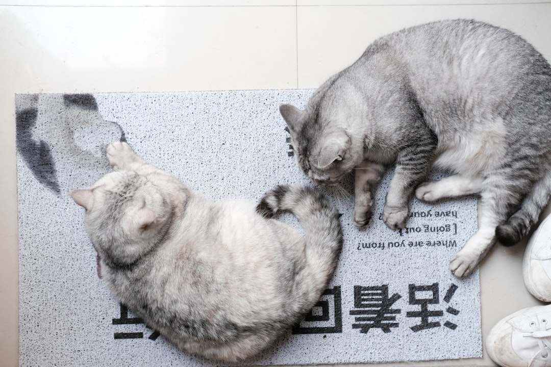 a couple of cats laying on top of a rug