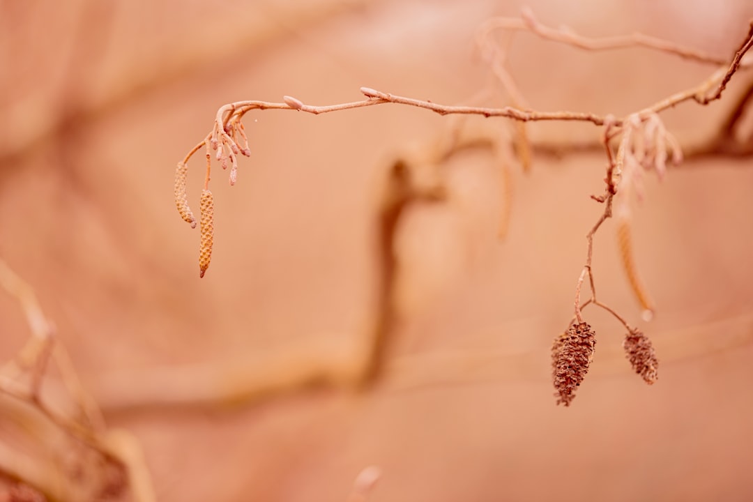 a close up of a tree branch with small leaves