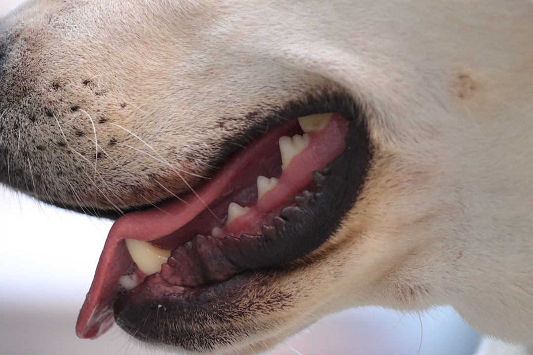 a close up of a dog with its mouth open
