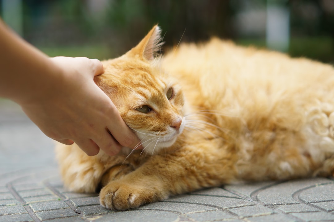 a person petting an orange cat on the ground