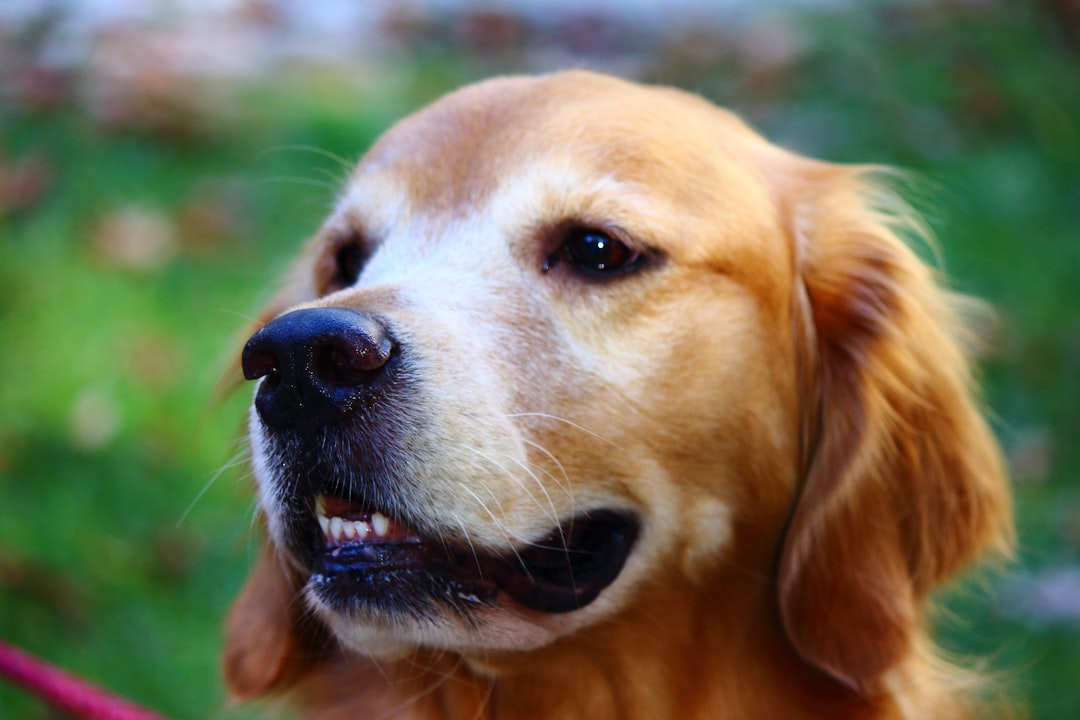 A close up of a dog on a leash