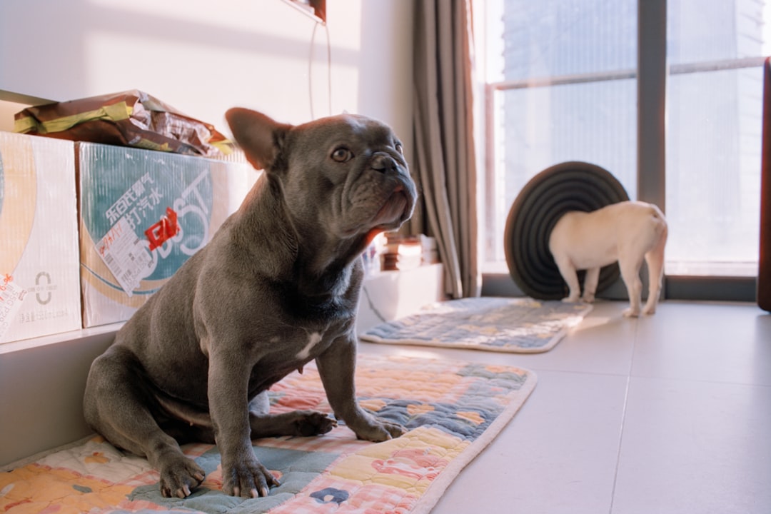 Two french bulldogs in a sunlit room