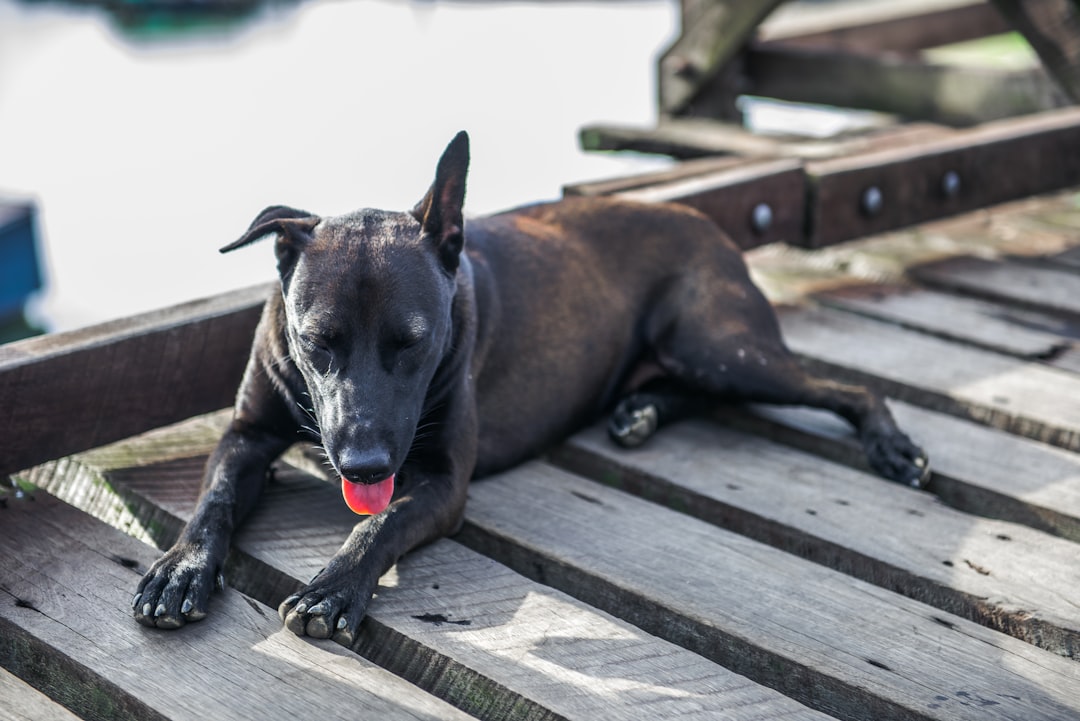 brown short coated dog lying on wooden plank