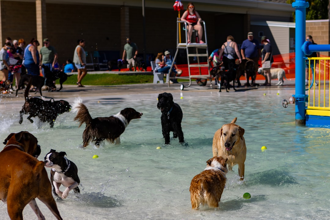 Dogs playing in a shallow water park with people watching.