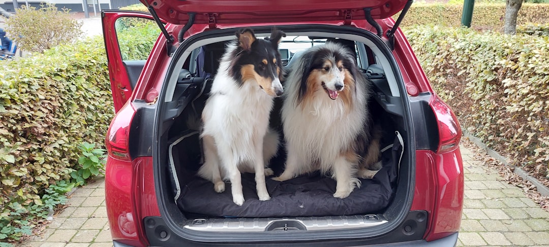 Two dogs sit in the back of a red car.