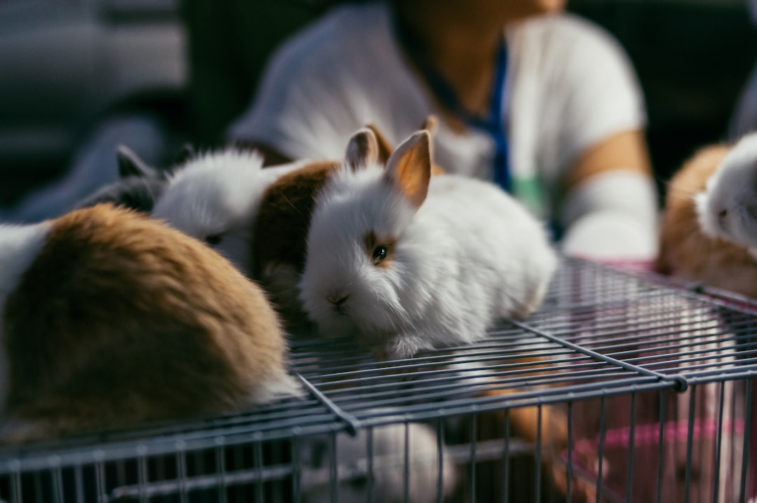 A group of cats sitting inside of a cage