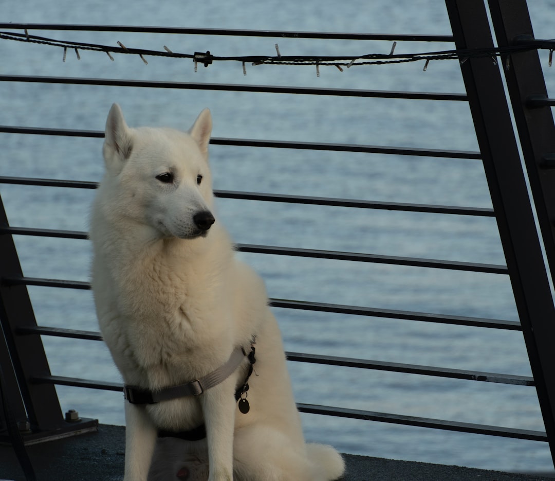 A white husky dog sits by the water.