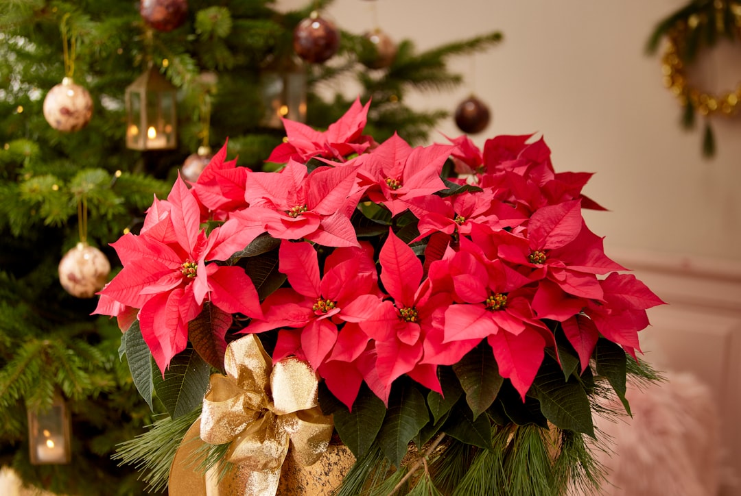 A christmas tree with a bunch of red poinsettias