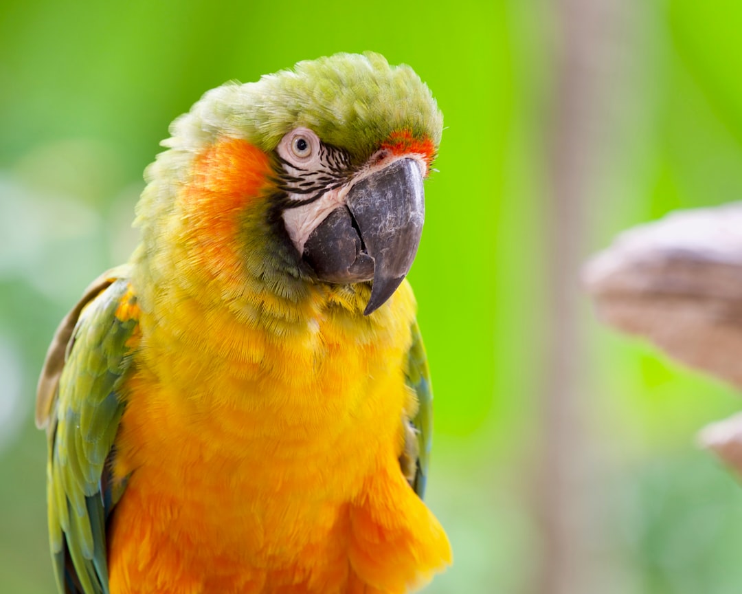 A yellow and green parrot sitting on top of a tree branch