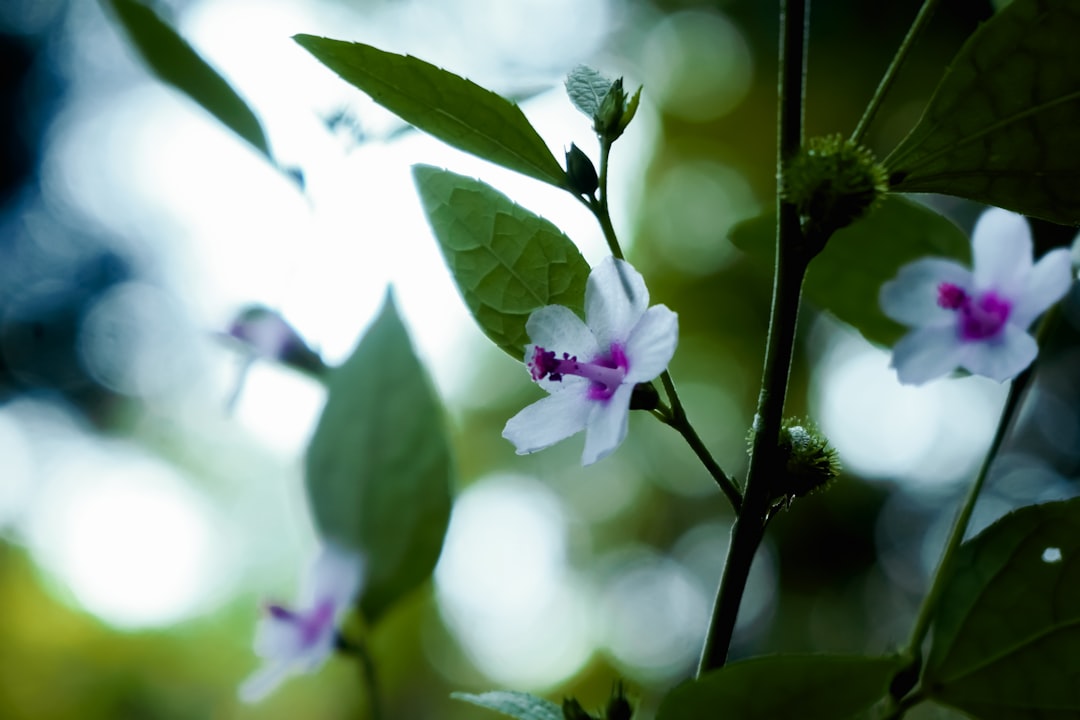 a close up of a flower on a tree branch