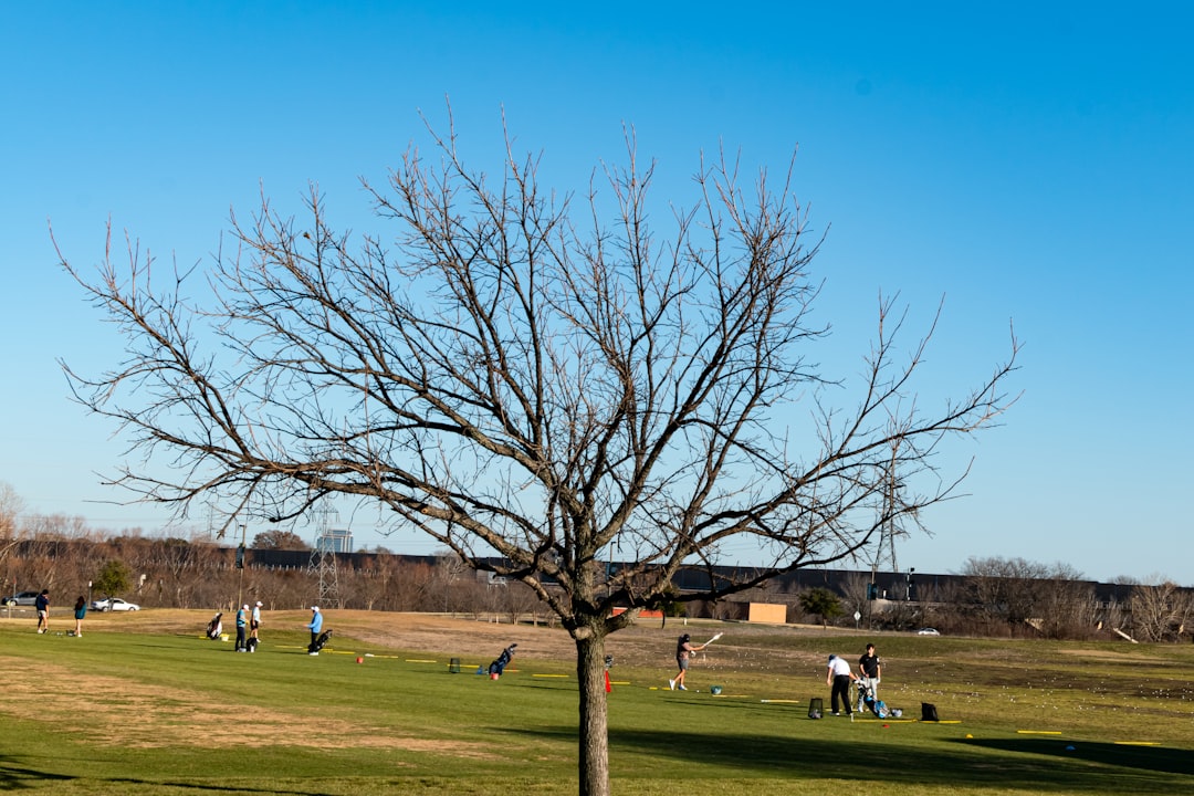Bare tree stands on a grassy field with people.