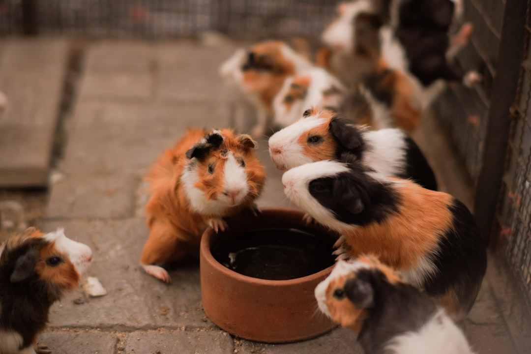 A group of stuffed animals eating out of a bowl