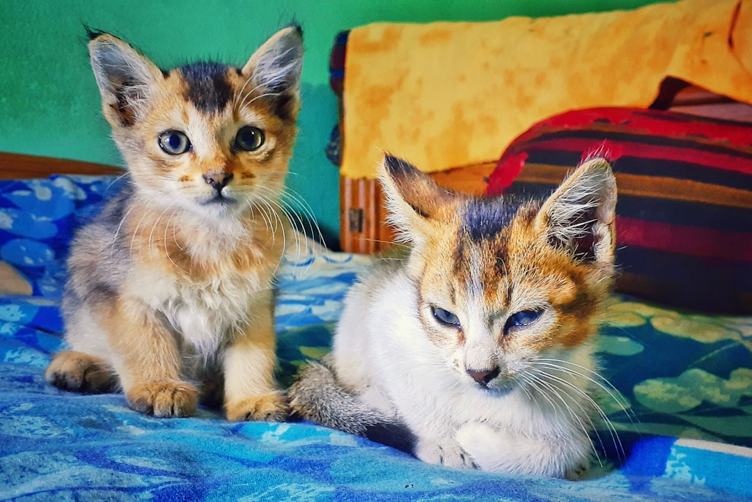 orange and white tabby cat