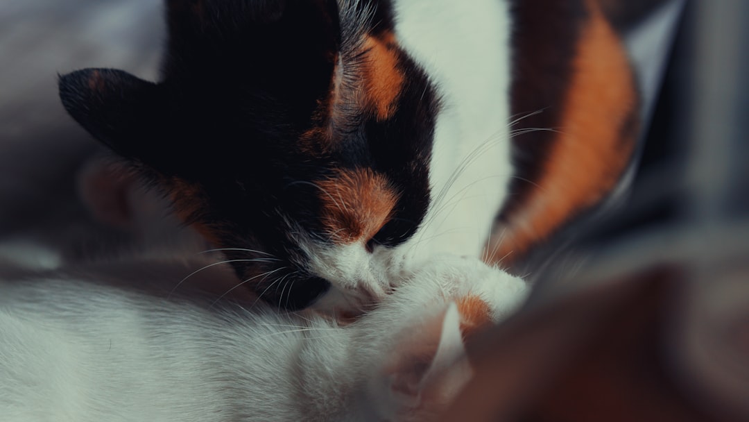 A calico cat lovingly grooms a kitten.