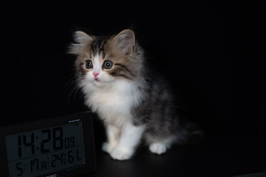 white and brown cat on black laptop computer