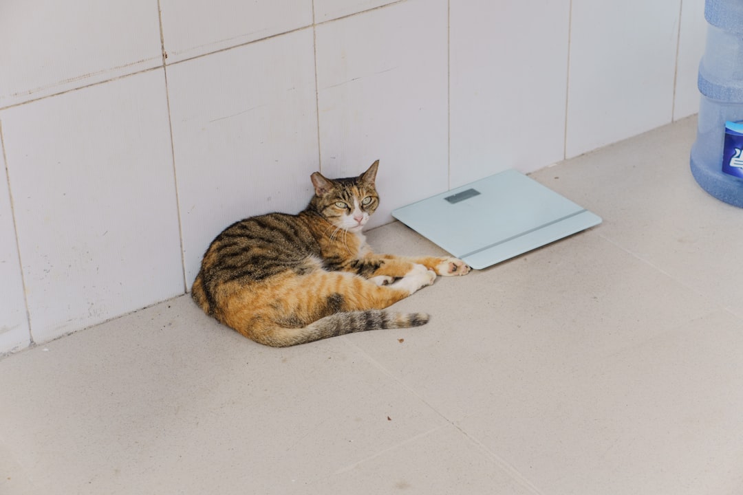 A tabby cat rests beside a scale.
