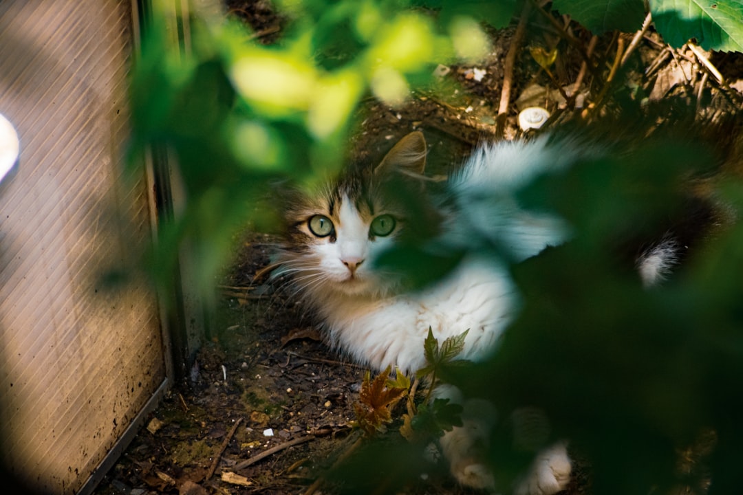 a cat is sitting in the shade of a tree