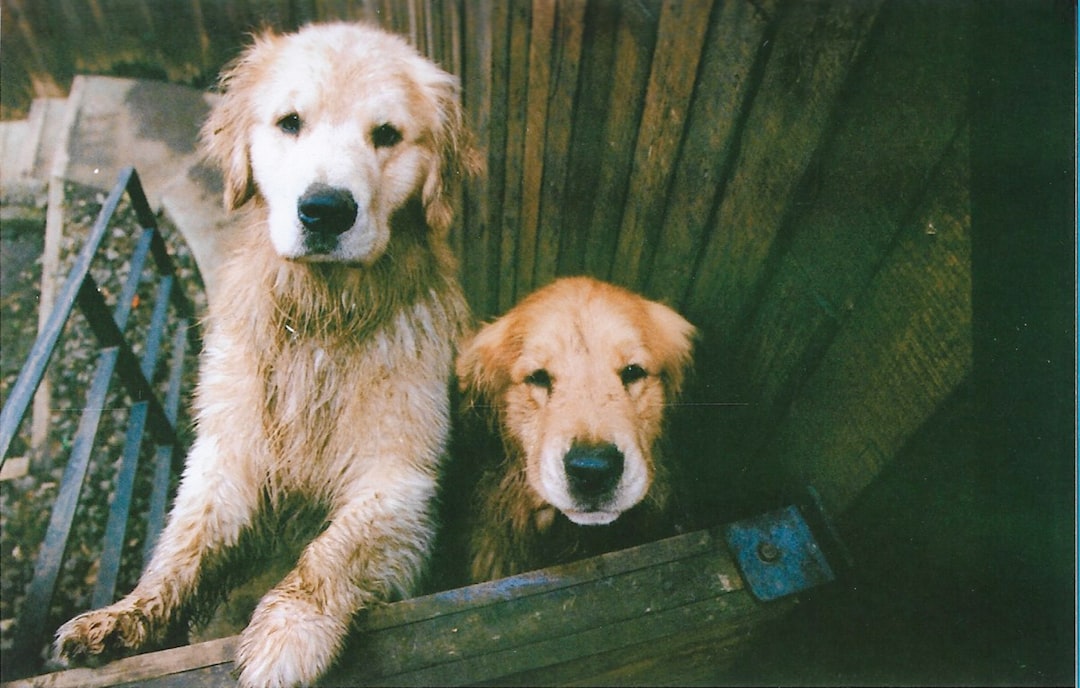 Two golden retrievers looking at the camera