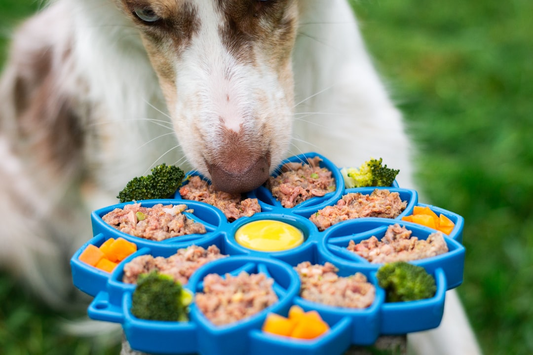 Dog enjoys a colorful meal from its interactive dish.