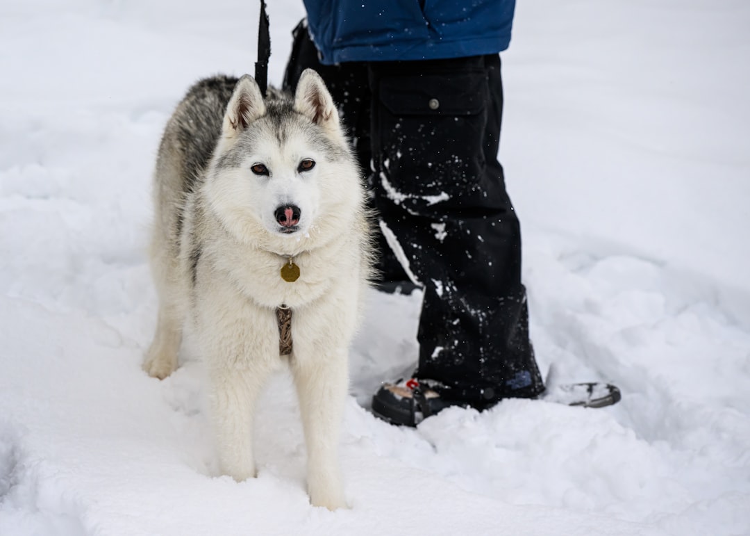A man standing next to a husky dog in the snow