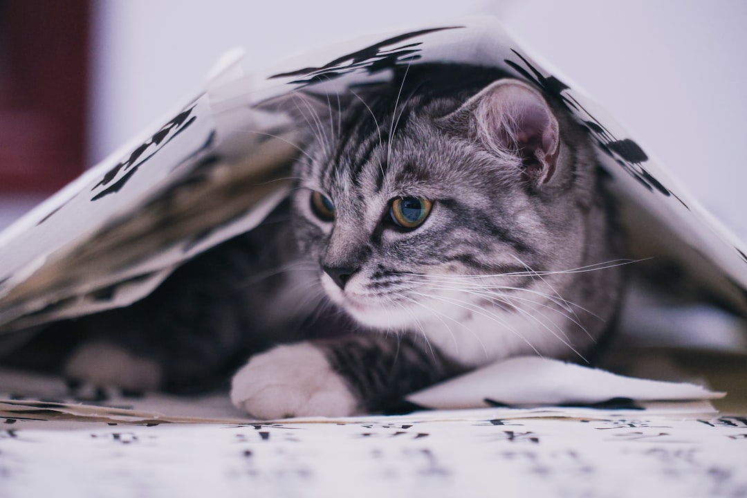 A tabby cat peeks out from under papers.