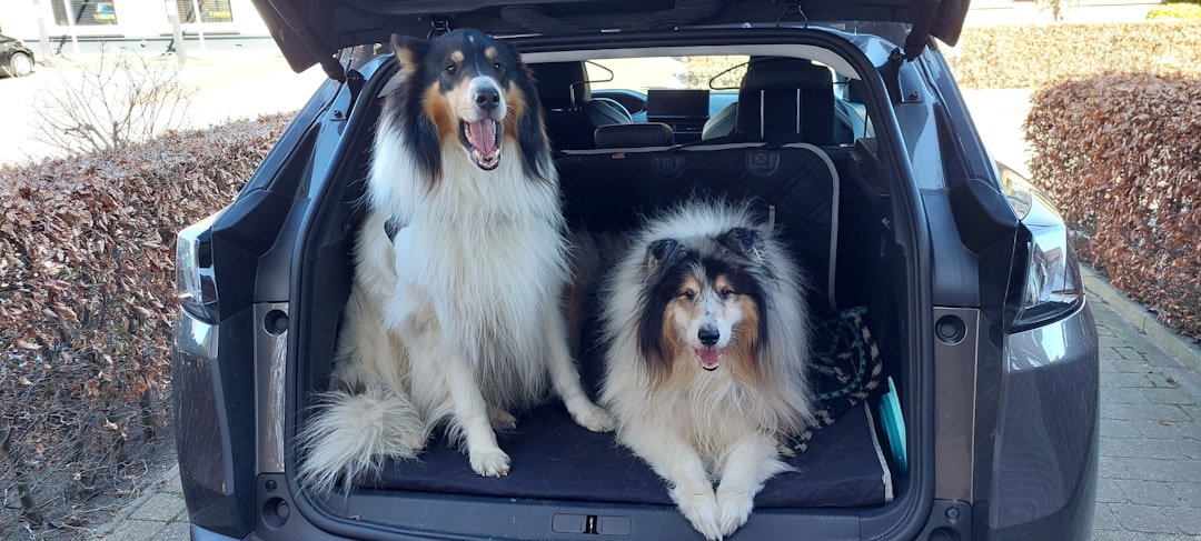 Two collies sitting in the back of an open car.
