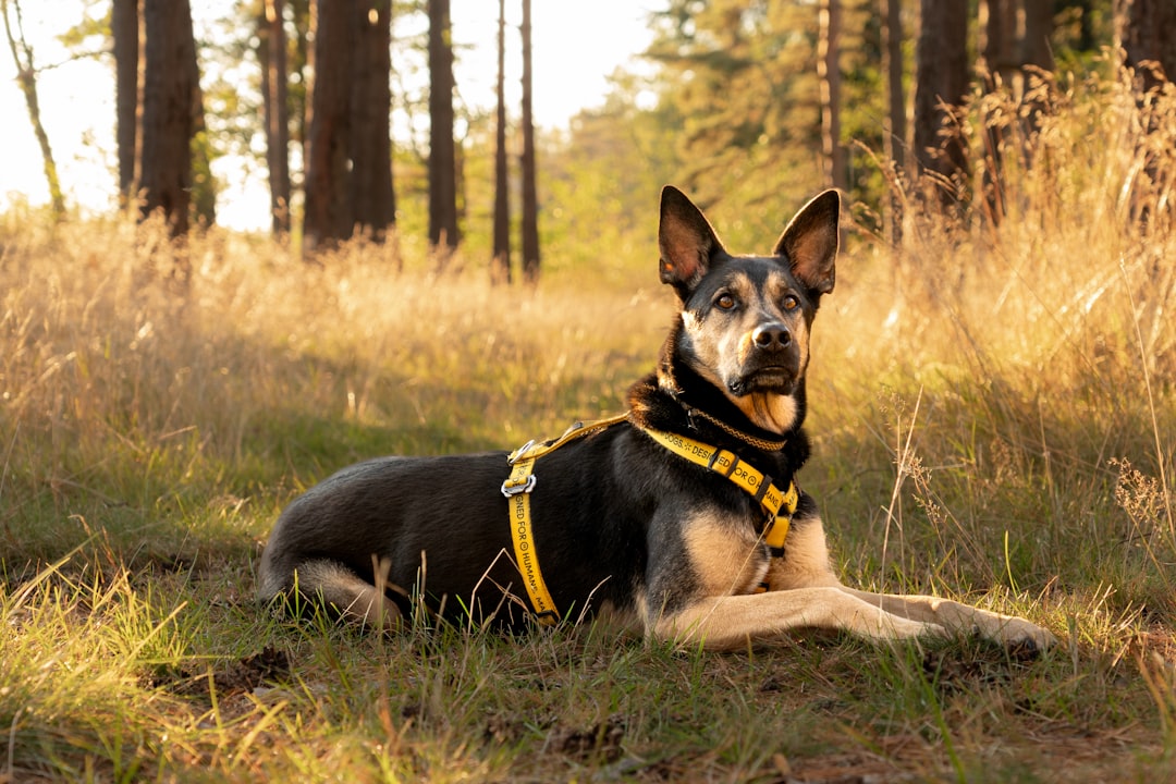A dog lies in a grassy forest clearing.