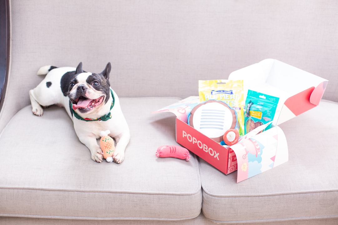 Dog rests next to a gift box of treats.