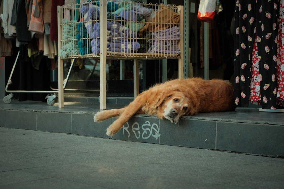 A dog laying on a step in front of a clothing store