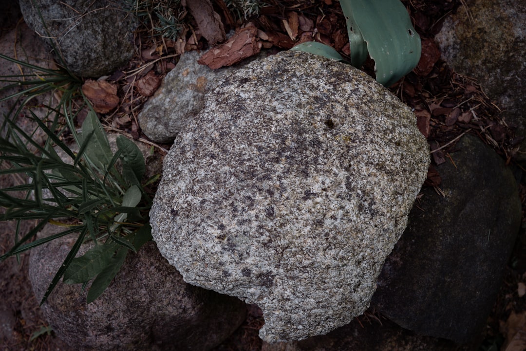 A large rock surrounded by forest debris.