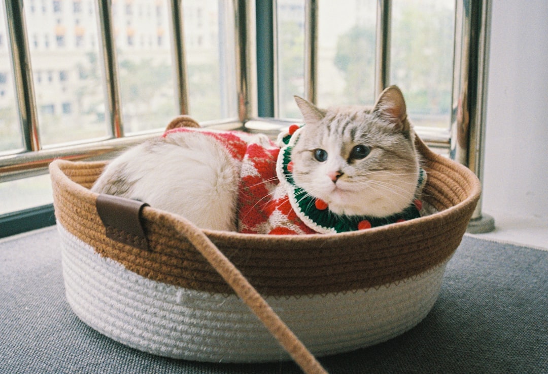 A cat wearing a festive sweater in a basket.
