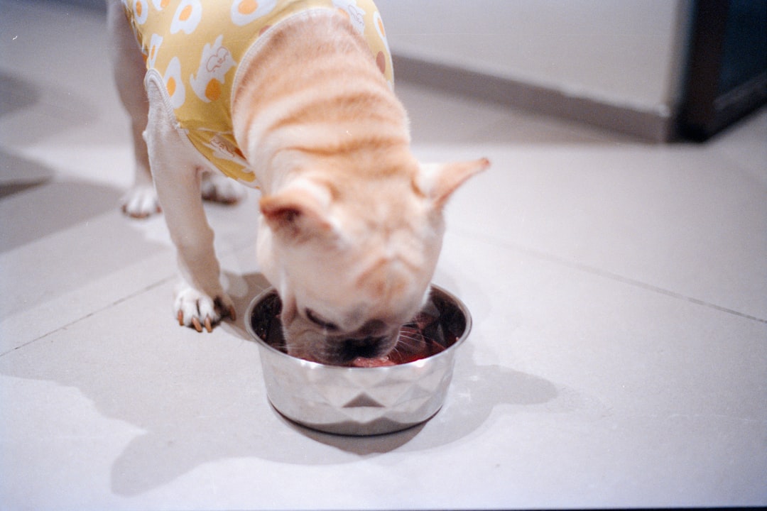 A dog wearing a yellow shirt eats from a bowl
