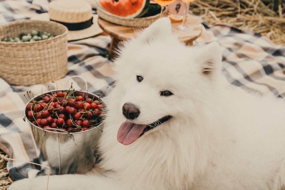 white long coat small dog with red round fruit on mouth