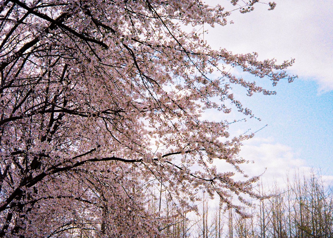 white leaf trees during daytime
