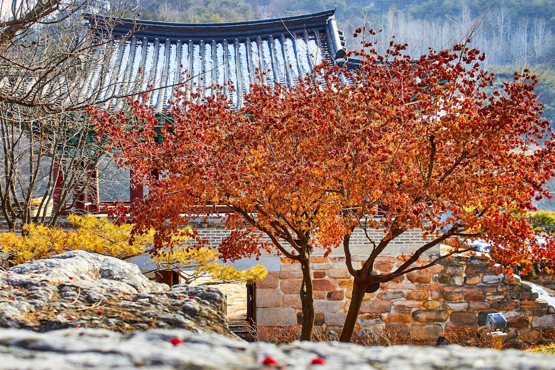 brown trees beside white concrete house
