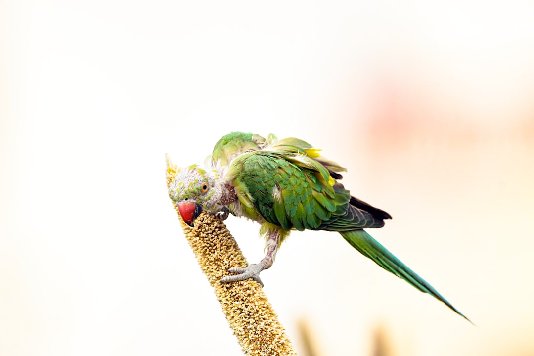Green parrot eating seeds from a stalk