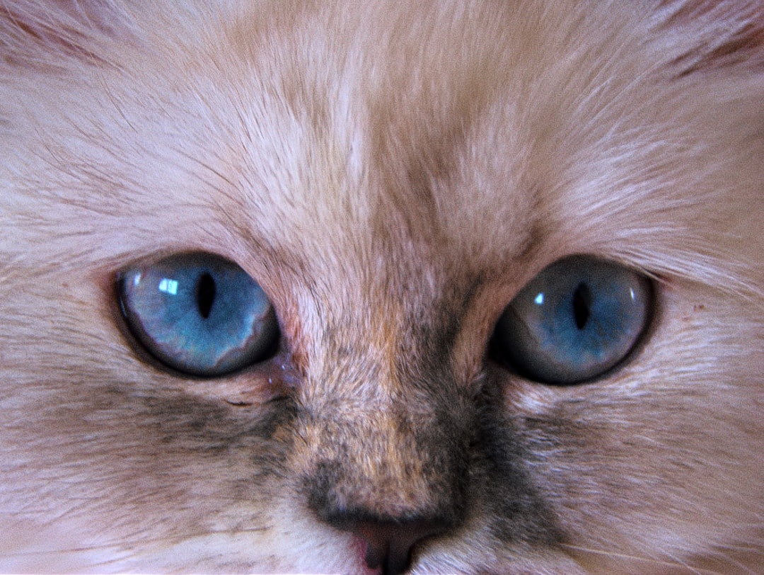 Close-up of a fluffy cat's bright blue eyes.