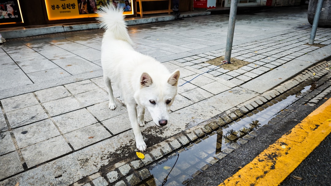 A white dog walking across a street next to a yellow line