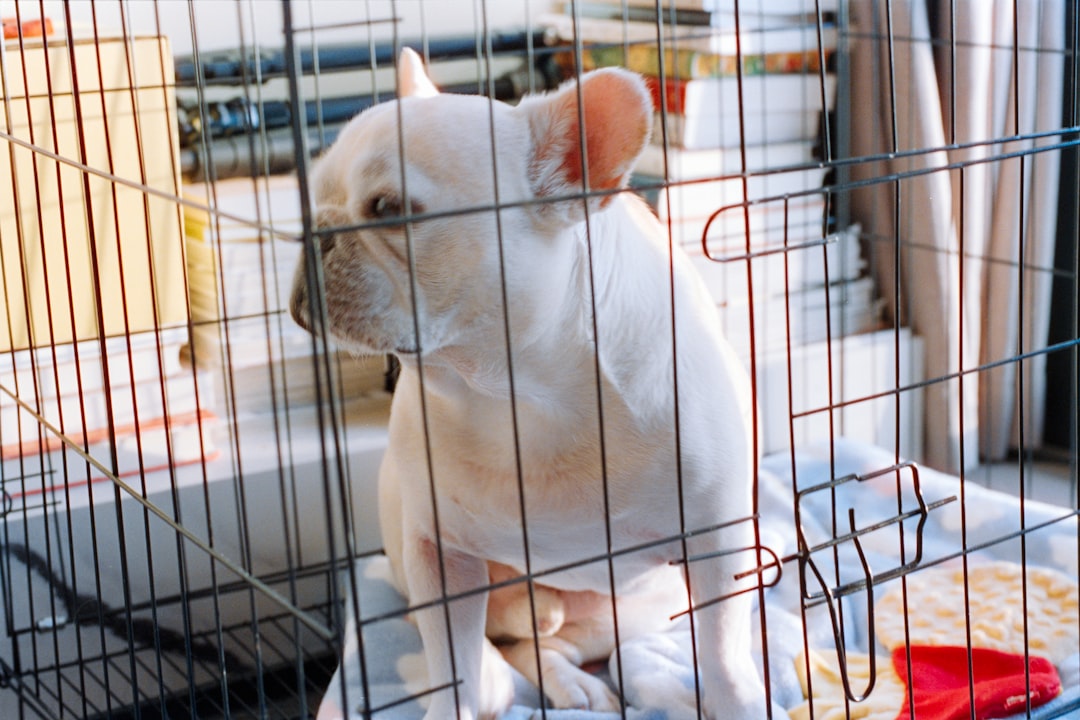 A white french bulldog sits in a cage.