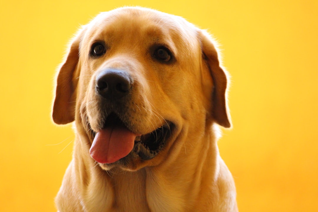 adult yellow Labrador retriever