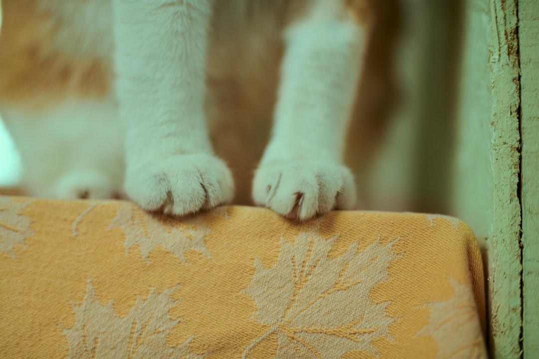 a close up of a cat on a chair