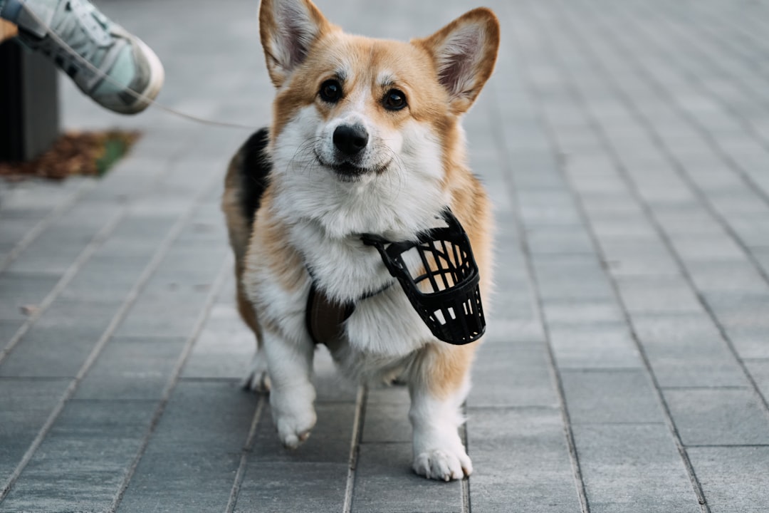 A smiling corgi dog walks with a muzzle.