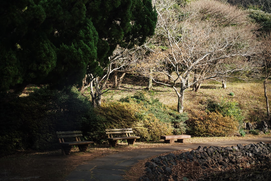 A park with a lot of trees and benches