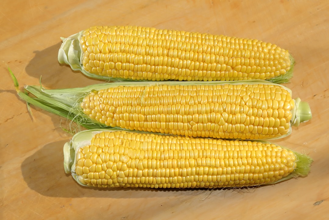 Three ears of fresh corn on a wooden surface